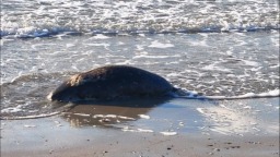 哈萨克斯坦里海沿岸发现百余只死亡海豹