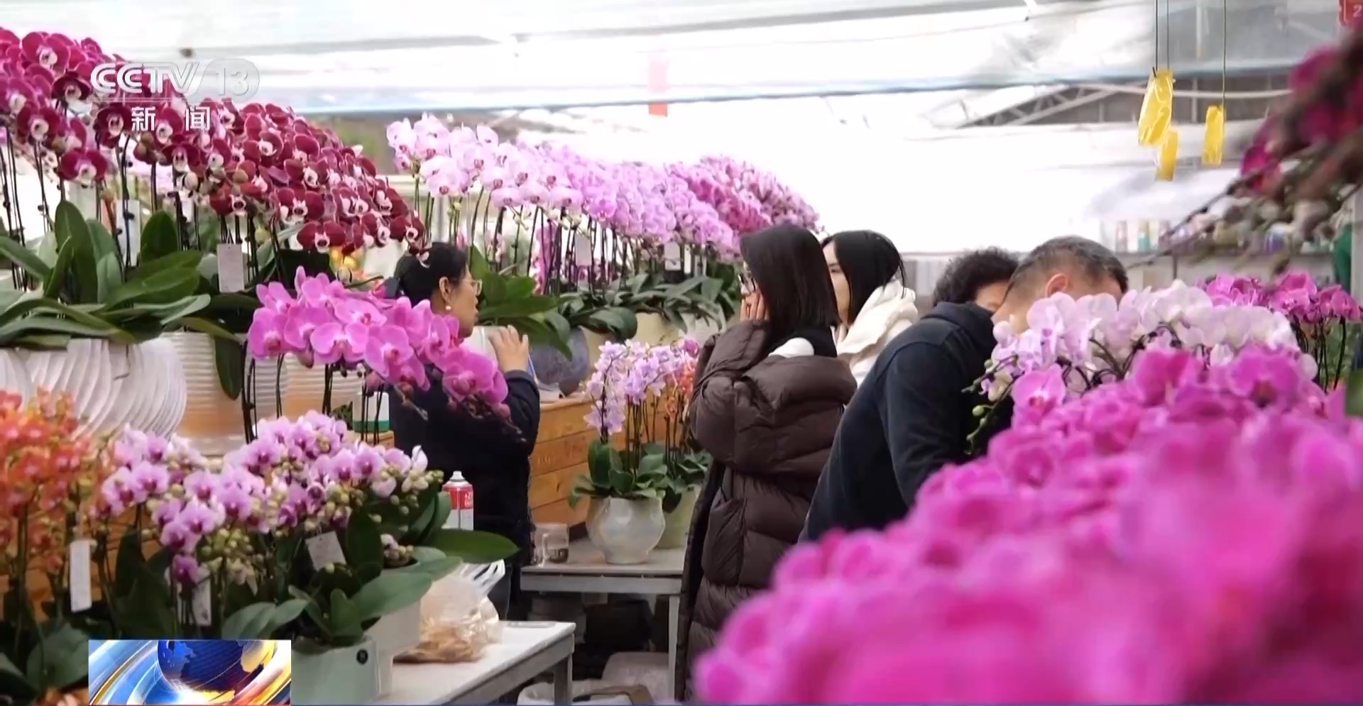 特色年宵花上新 各地畅销品种不同 你选哪一种？