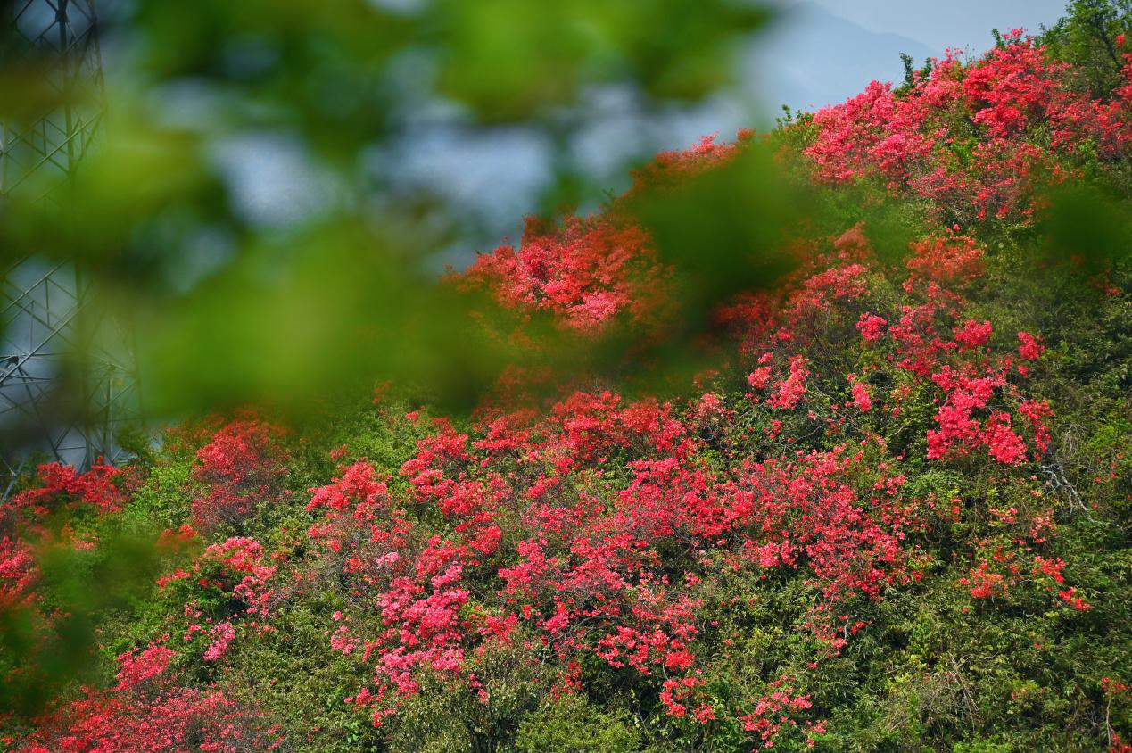 千亩映山红绵延湖南新邵岳坪峰_fororder_图片5
