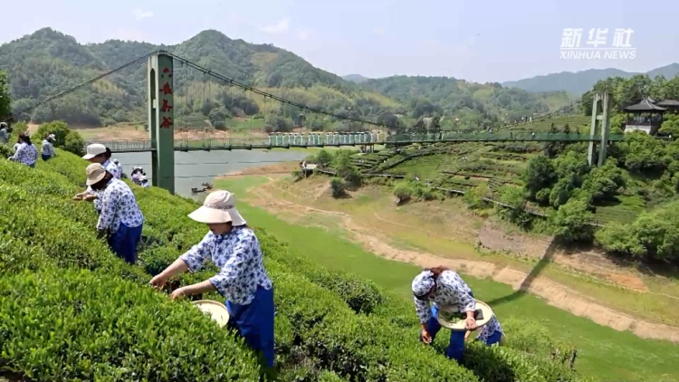 一叶话三变 茶韵焕新生_fororder_茶香2