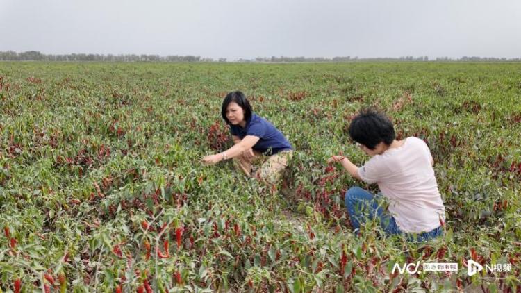 粤暖天山写新篇：广东在教育等多领域支援建设美丽新疆的努力