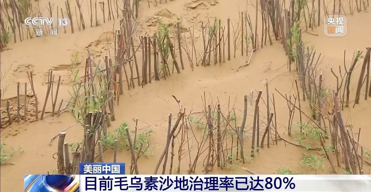 毛乌素沙地治理率已达80% 下一个目标：100%！