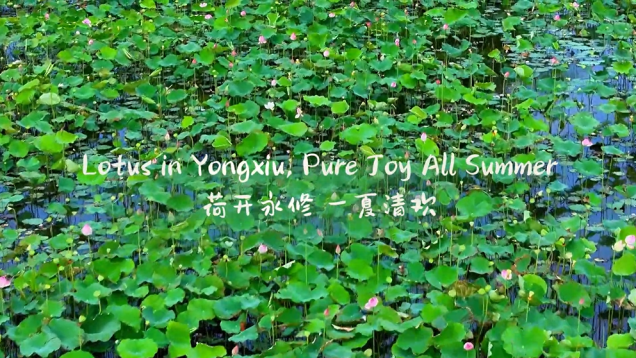 Lotus in Yongxiu, Pure Joy All Summer_fororder_ddf703be807e4e0d0c7858ce152f039e