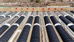 甘肃天水清水县：菌业增收 以技兴产