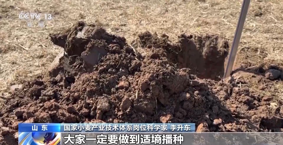 小麦播种“慢半拍”？做好这几点为来年丰收打基础