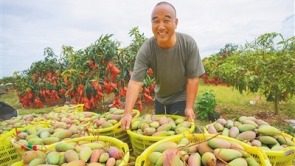 乐东贵妃芒大批量上市