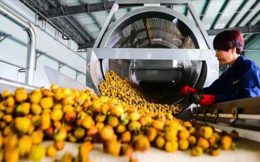 Guizhou Cili Juice Named to China’s First Key Cultivation List for Traditional and Regional Specialty Foods_fororder_图片18