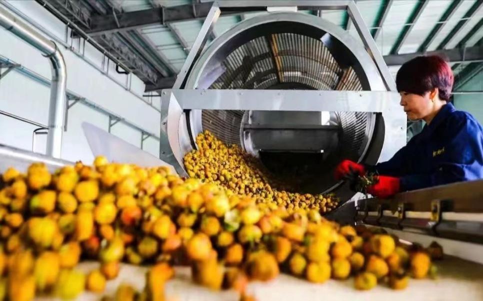 Guizhou Cili Juice Named to China’s First Key Cultivation List for Traditional and Regional Specialty Foods_fororder_图片18
