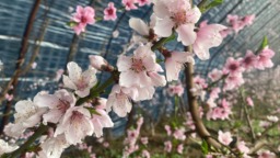 【原创】天水甘谷：桃花枝头俏 果农管护忙