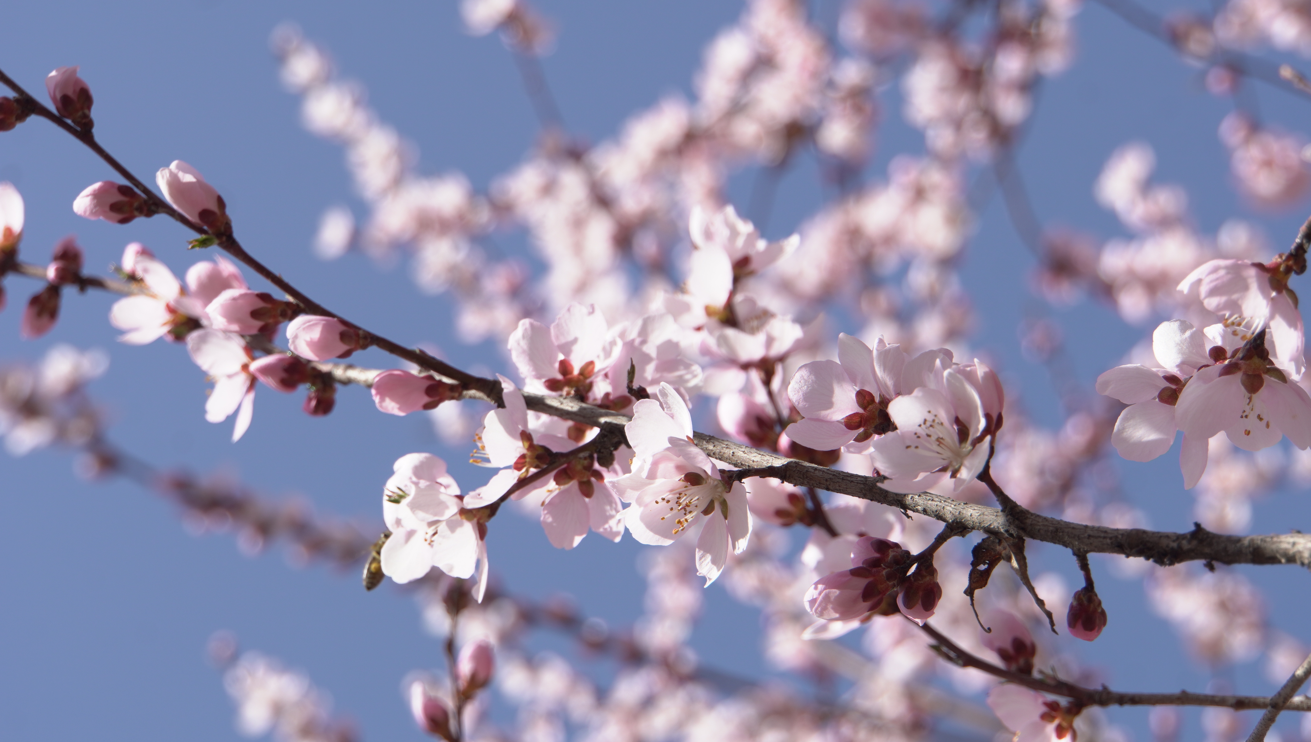 金城春信至 繁花绘盛景_fororder_DSC00706.JPG