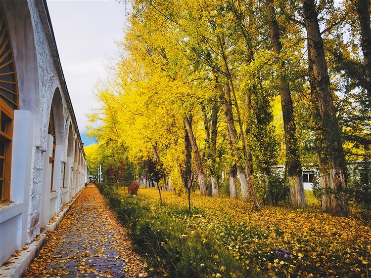 林周县秋色宜人 秋景如画