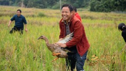 乡村振兴中国行丨黄鸡、皮影…湖南衡山如何解锁致富新玩法？