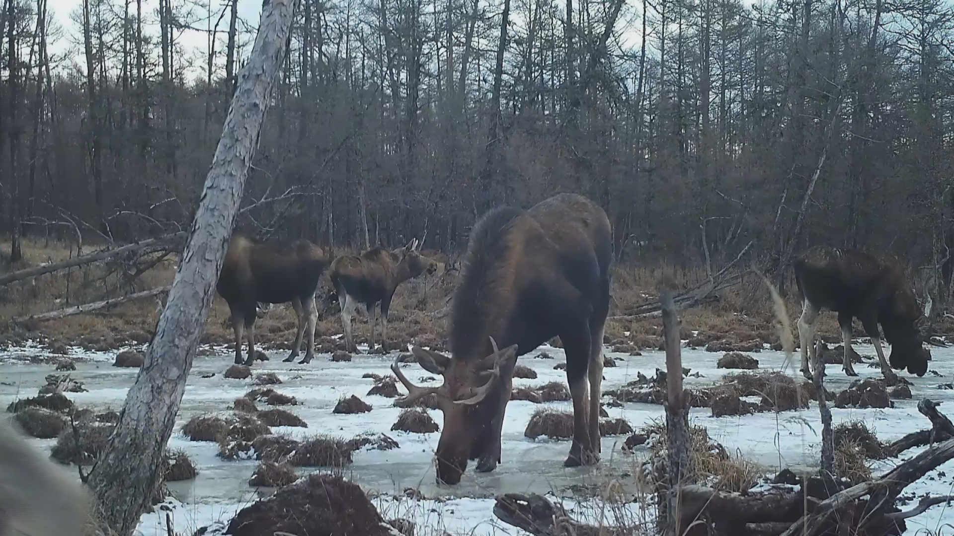 在汗马国家级自然保护区中心管理站,工作人员将驼鹿,原麝,紫貂等濒危