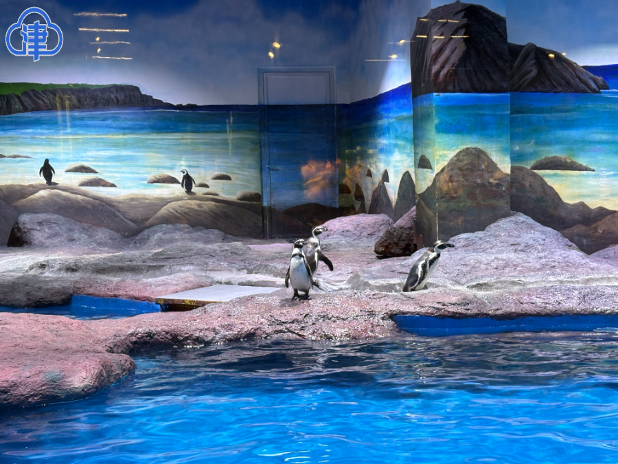 萌趣登场！7只小企鹅亮相天津动物园