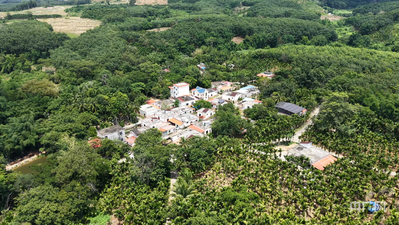 远山的回响丨远山新绿 白沙雨林的“两山”答卷