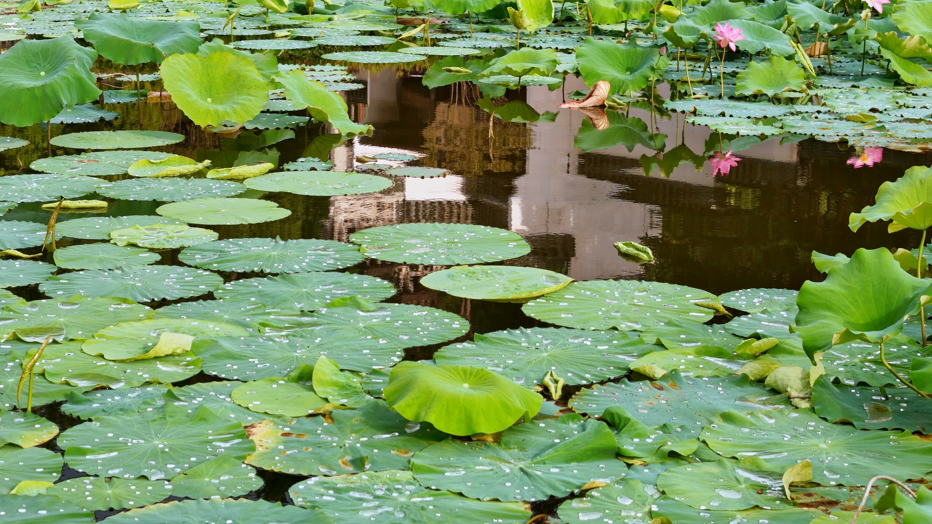 黄山市徽州区：荷映潜口 民宅探古_fororder_微信图片_20250724104039_106