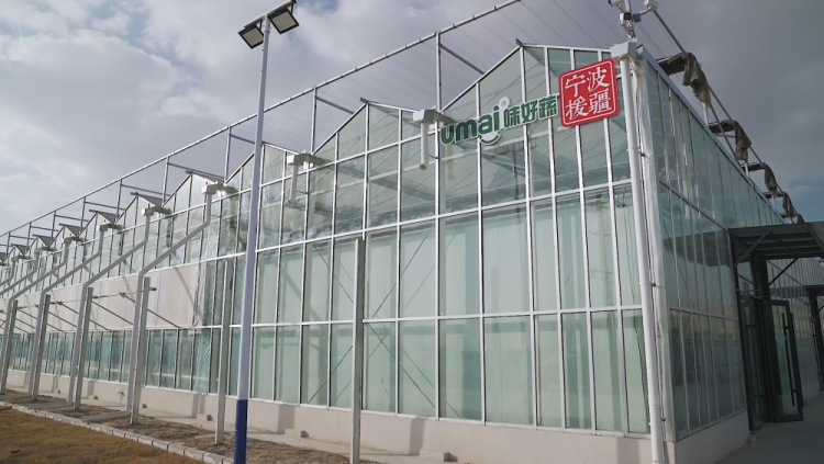 新疆库车：植物工厂让农民变身“科技农人”