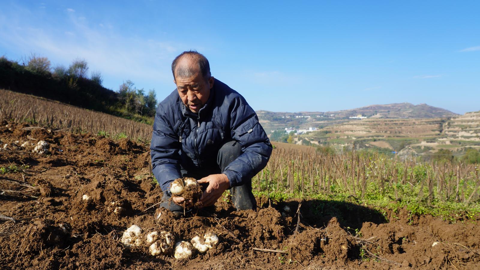 临夏永靖精耕“土特产“  捧牢富民“金饭碗”