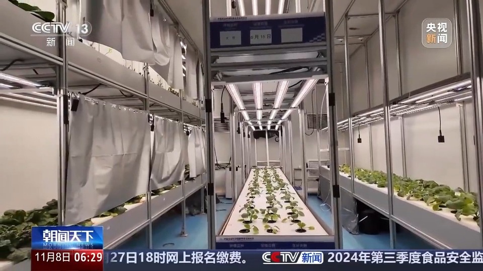 植物工厂长啥样？沙漠里能种水稻？揭秘种菜“黑科技”