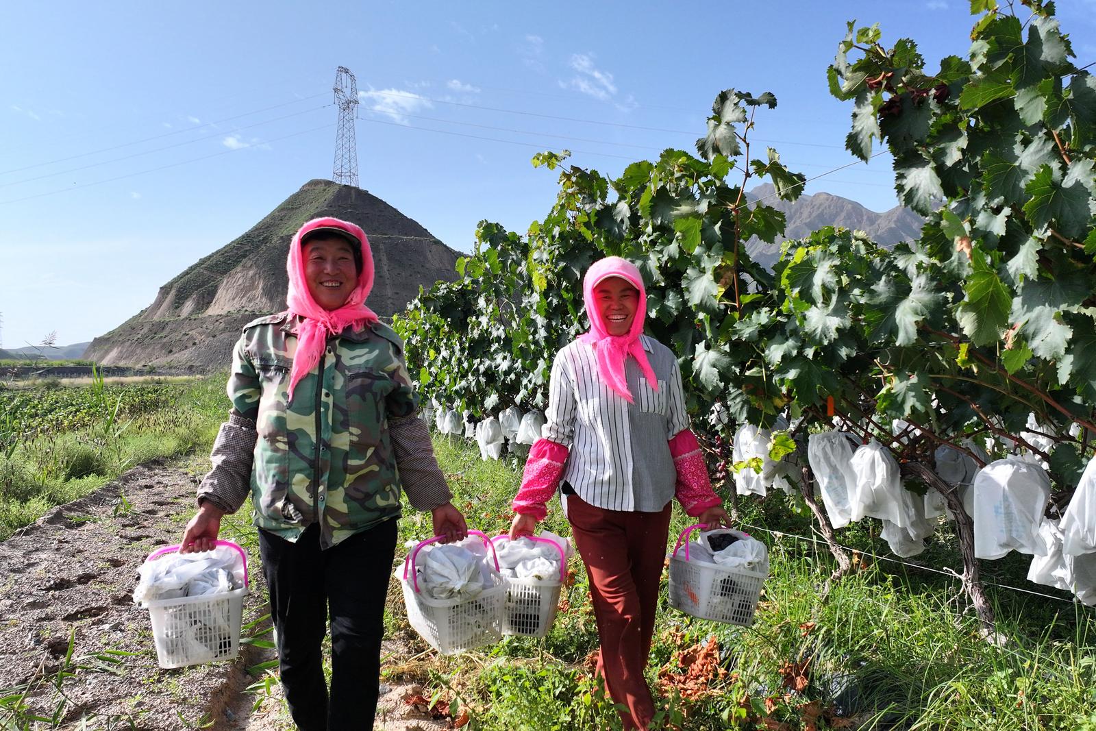 临夏永靖县城北新村：葡萄满枝头 甜蜜迎丰收_fororder_2