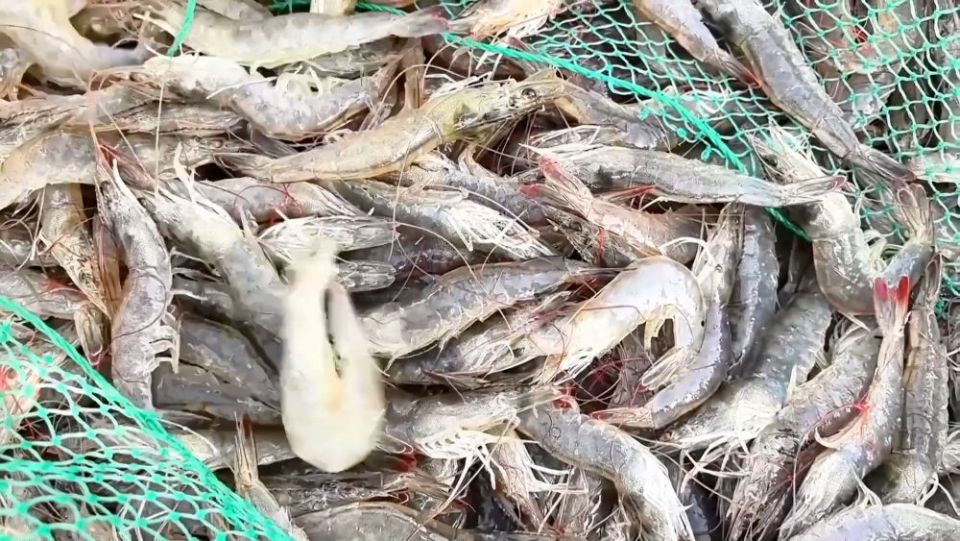新华视点｜特色产业兴乡村 多元经济促发展
