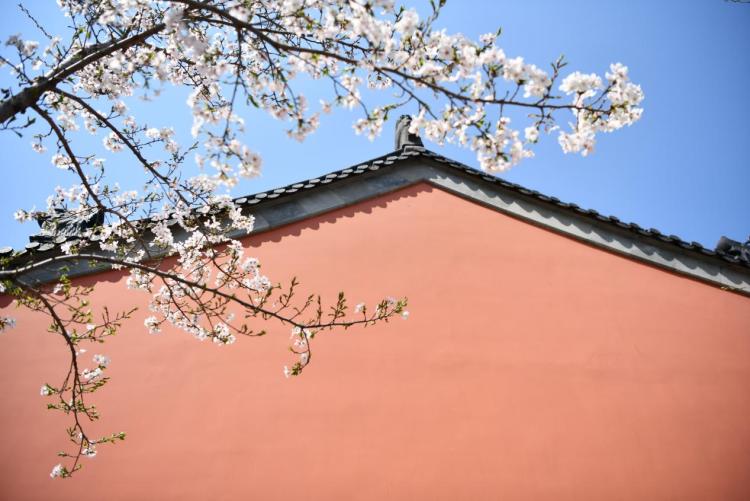 文化中国行｜春花古建两相宜·书声琅琅处，百年孔庙展芳华