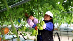 天水武山：智能温室“鲜”启冬“蔬”盛宴