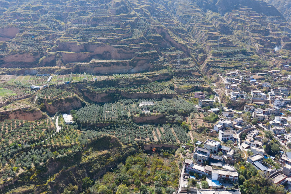中国经济样本观察·“镇”了不起｜地中海舶来的“金果果”，榨出40亿元“油产业”