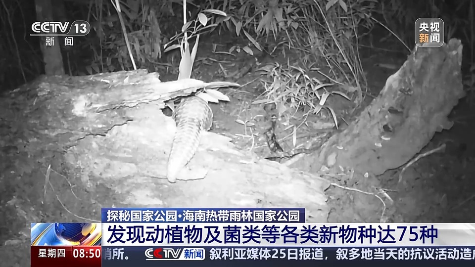 新物种75种！海南热带雨林国家公园持续“上新”