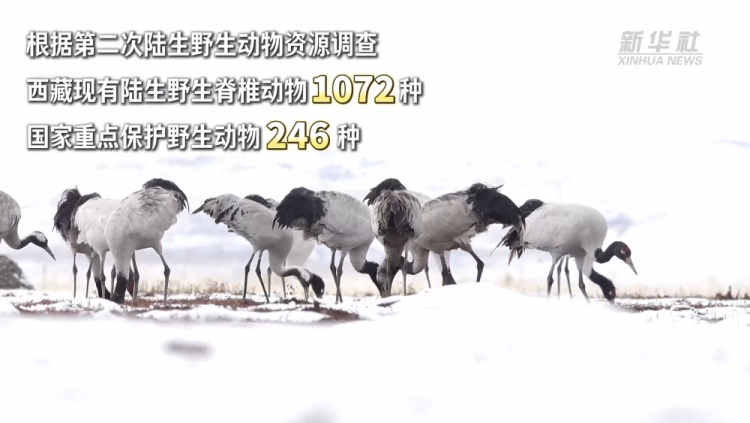西藏和平解放74周年·生态有守护