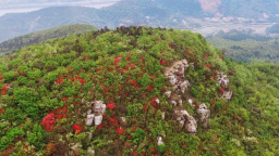 湖南衡山县紫金山映山红盛放