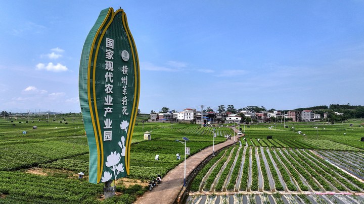 宝藏之城丨这座小城的茉莉花香飘世界