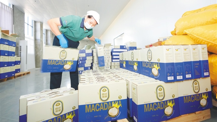 非洲坚果精深加工从东方远销全球