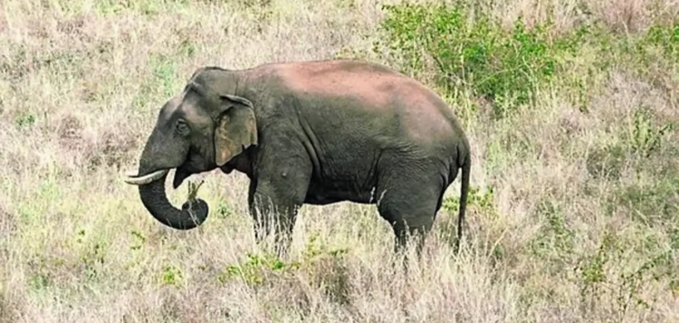 印度发生两起大象袭击人类事件 已致6人死亡