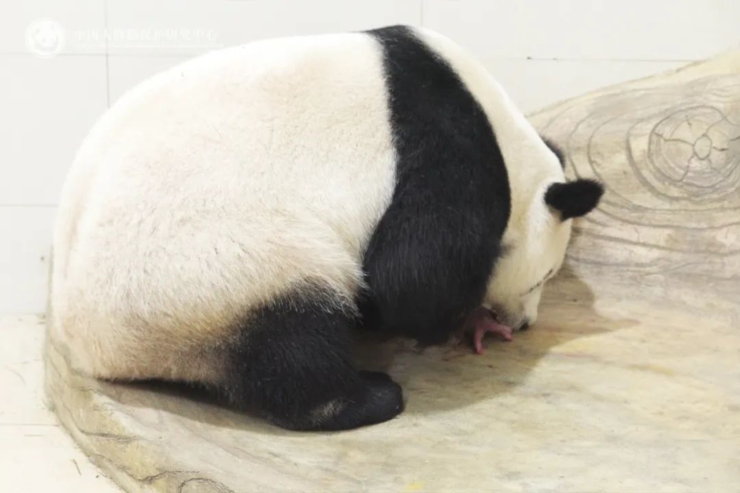 中国大熊猫保护研究中心2025年首只大熊猫幼崽诞生