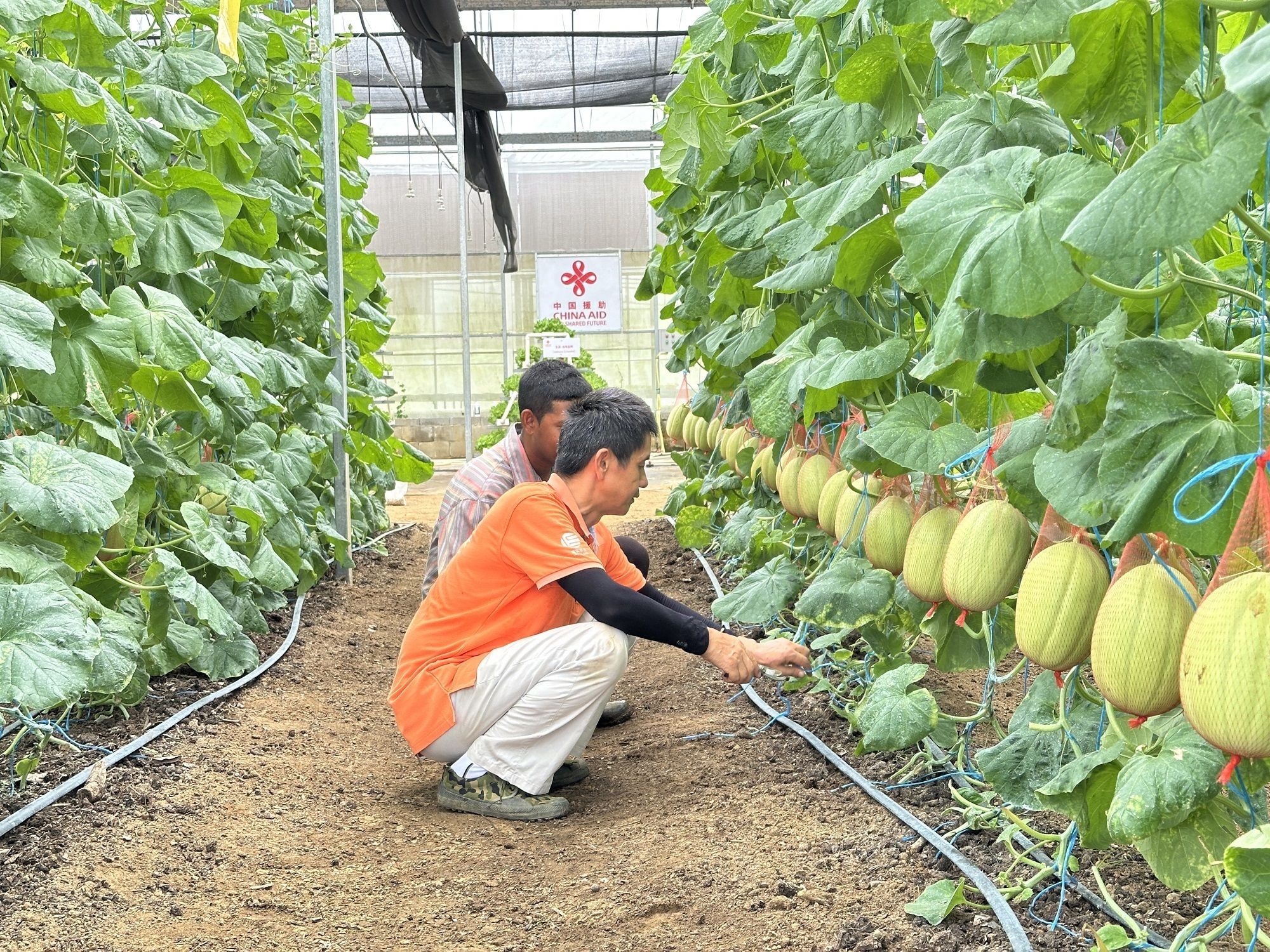 共筑金色梦想丨在这个南美国家 民众称赞中国人“真正把技术送到田间”