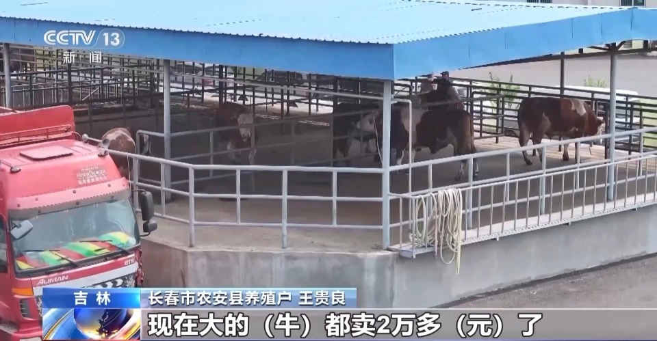 一线调研丨带动21.5万农户养牛致富 这家民企如何牵住“牛鼻子”？
