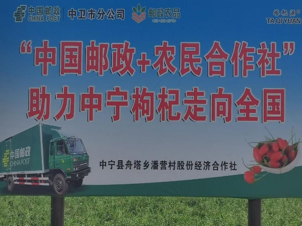 “小红果”绘就“大未来”——宁夏枸杞企业探访