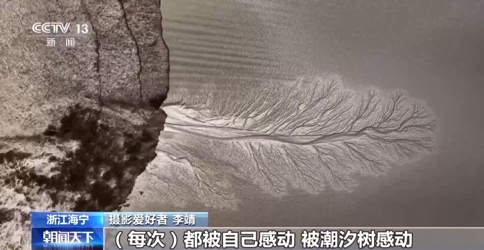 寻找潮汐树就像开盲盒 记者这次开出了“隐藏款”