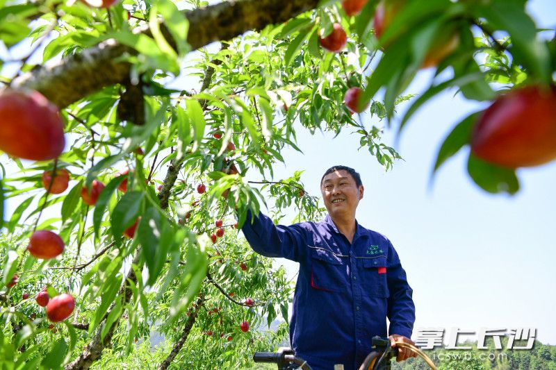 大围山早桃上市_fororder_999d62971165ad63995355fdb751480fwatermark168230518cfbda