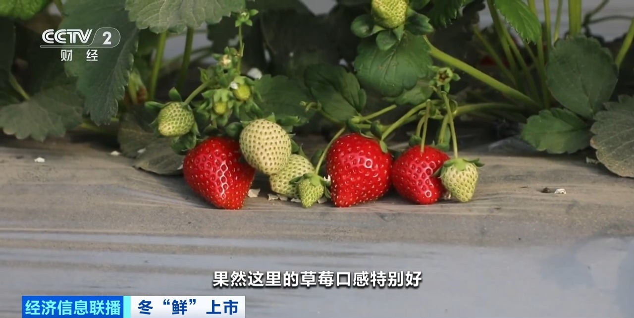 视频丨争“鲜”上市！新疆戈壁种上了草莓、人参果、蓝莓