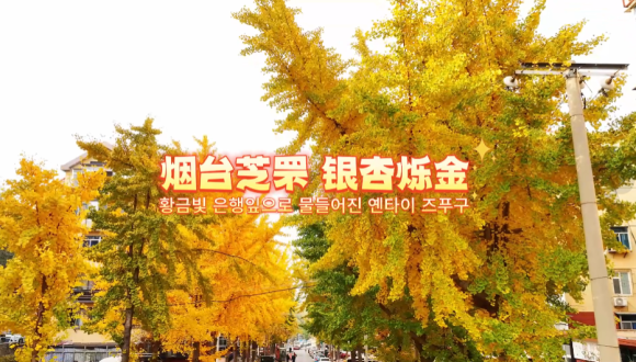 황금빛 은행잎으로 물들어진 옌타이 즈푸구_fororder_微信图片_20251125164532_327_214