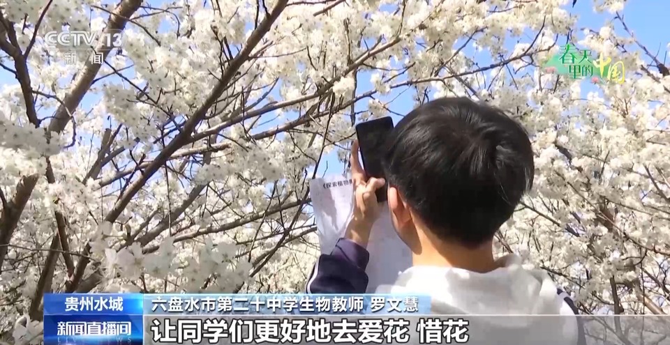 春日限定花海上线 赶紧来这些宝藏地打卡吧