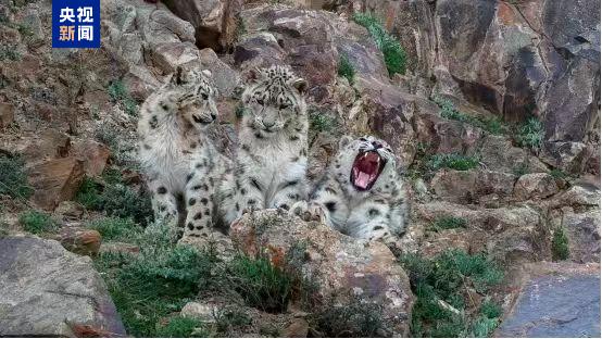 36万平方公里 我国首次完成区域大规模雪豹种群评估