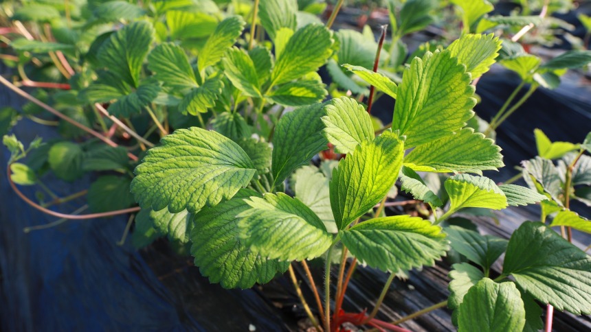 天水市武山县山丹镇：产业棚里好“丰”景