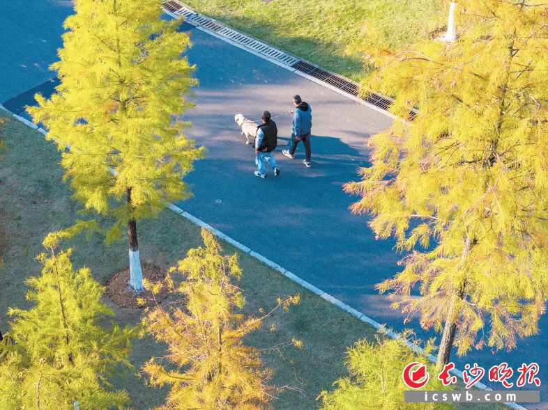 冬日赏色彩多变的长沙