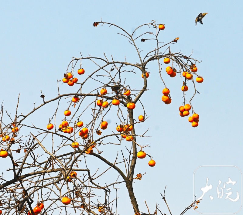 柿子挂枝，皖北这个政府大院为小鸟留“口粮”_fororder_05