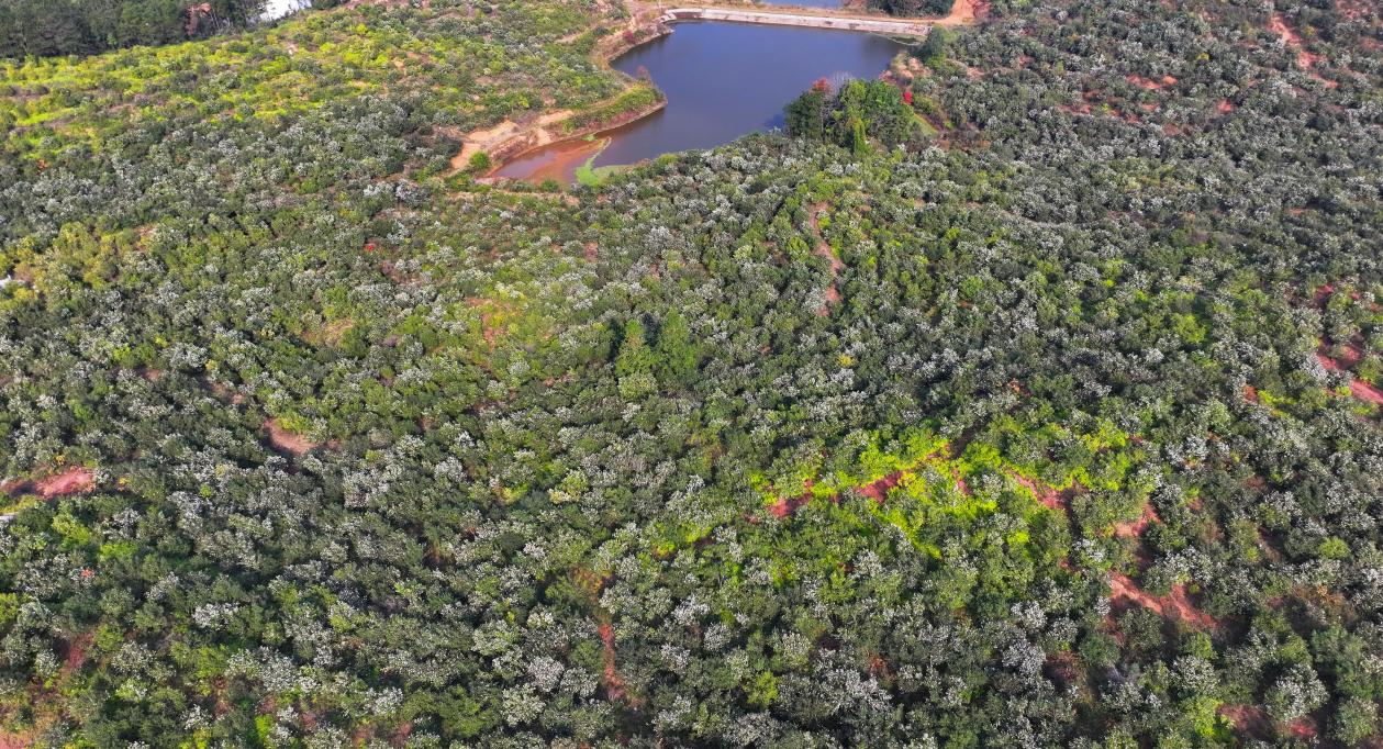 湖南衡山县油茶花开似霜雪 繁花似锦兆丰年