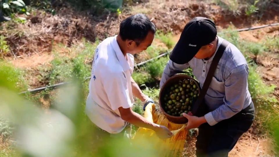 新华视点｜沃野金秋收获忙 共绘丰年好图景