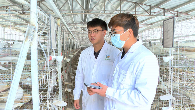 【乡路上,感受脉动中国】小肉鸽“飞”向大市场,乡村路网编织幸福图景